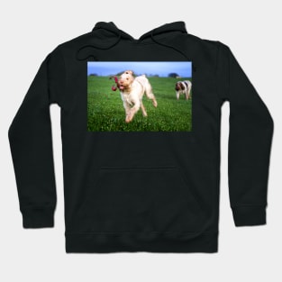 Sausage thief Spinone Hoodie